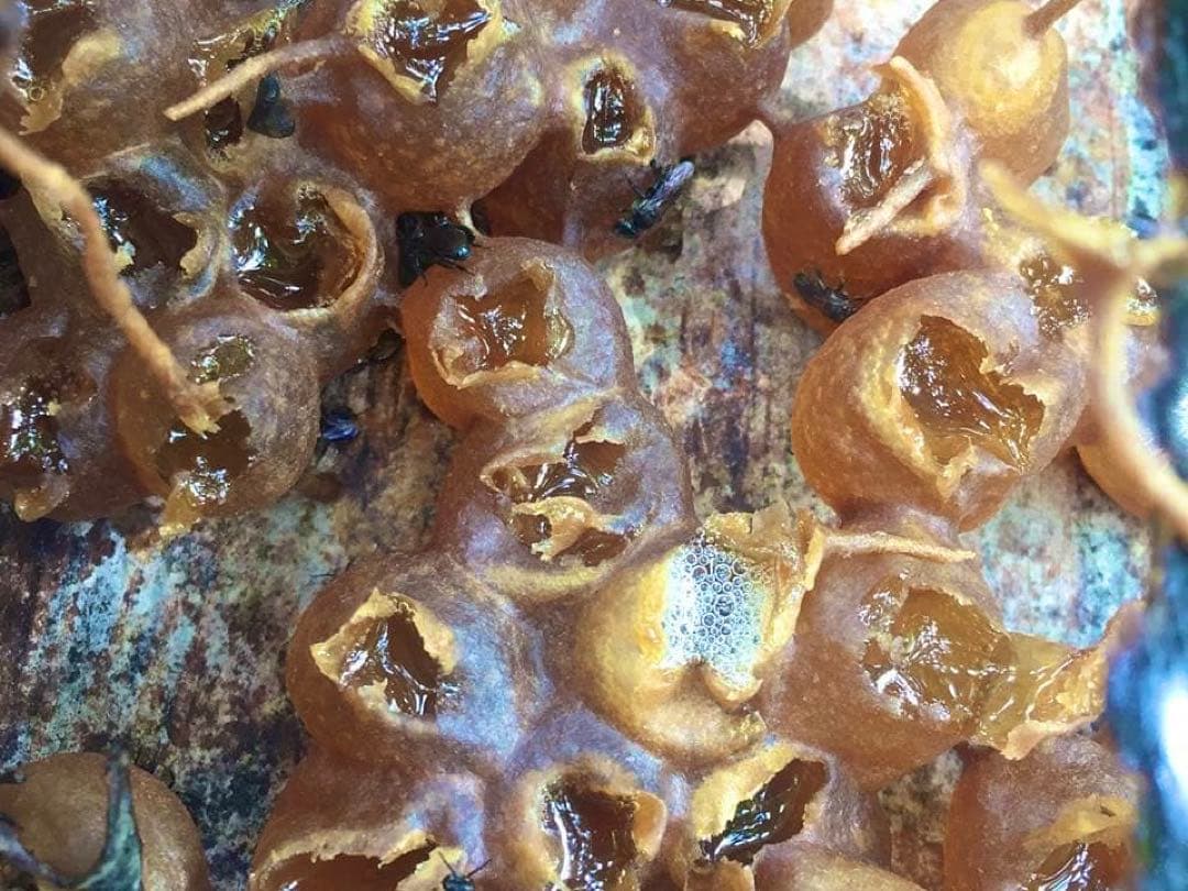 針なしミツバチの蜂蜜⭐️限定8本SALE、モリンガパウダー3袋⭐️歳末感謝、赤生姜