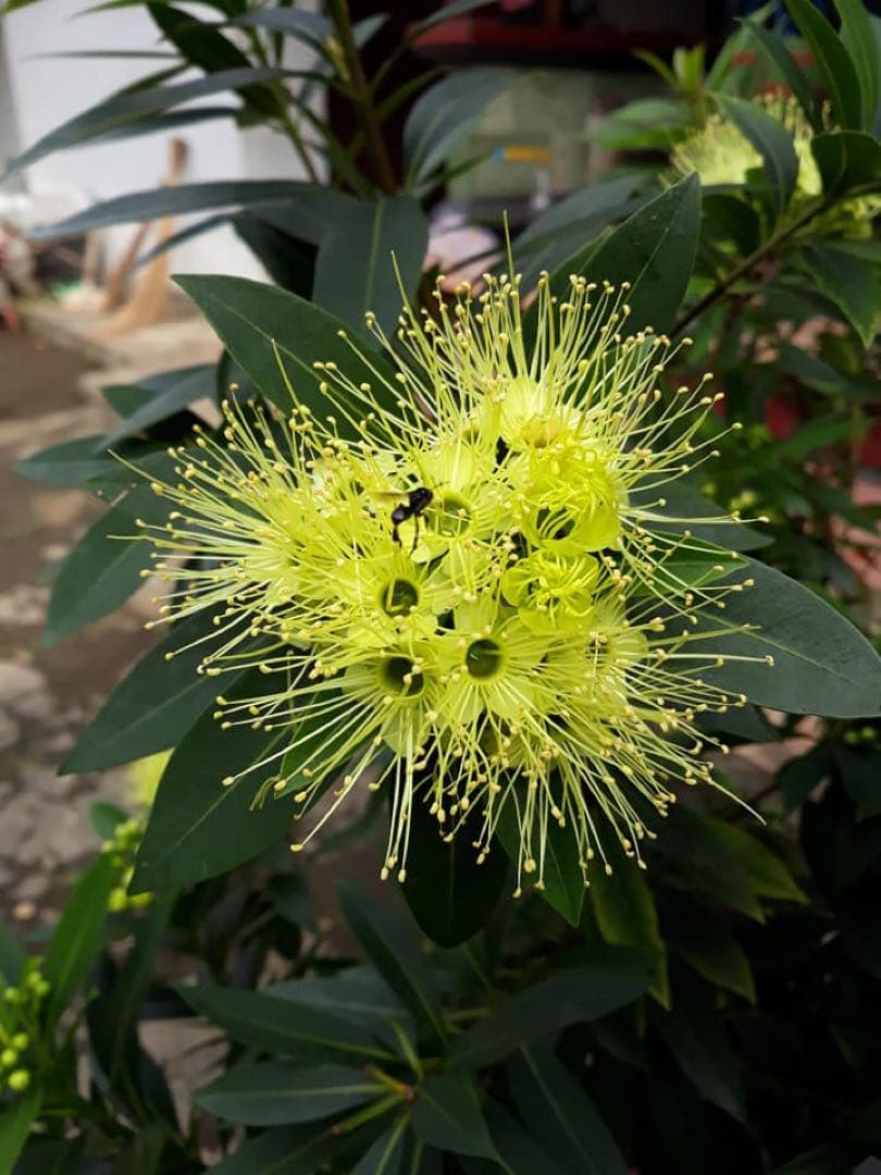 針なしミツバチの蜂蜜⭐️限定8本SALE、モリンガパウダー3袋⭐️歳末感謝、赤生姜