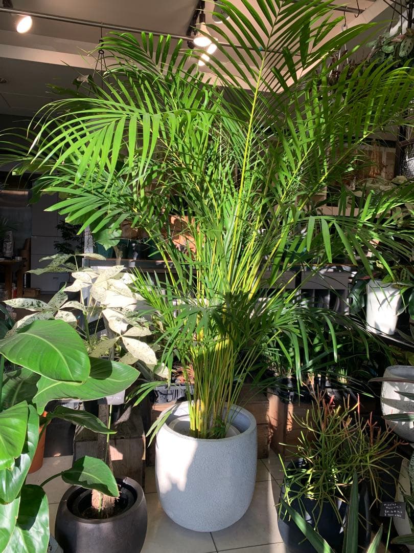 特大 アレカヤシ 10号　ファイバー鉢　お皿付き