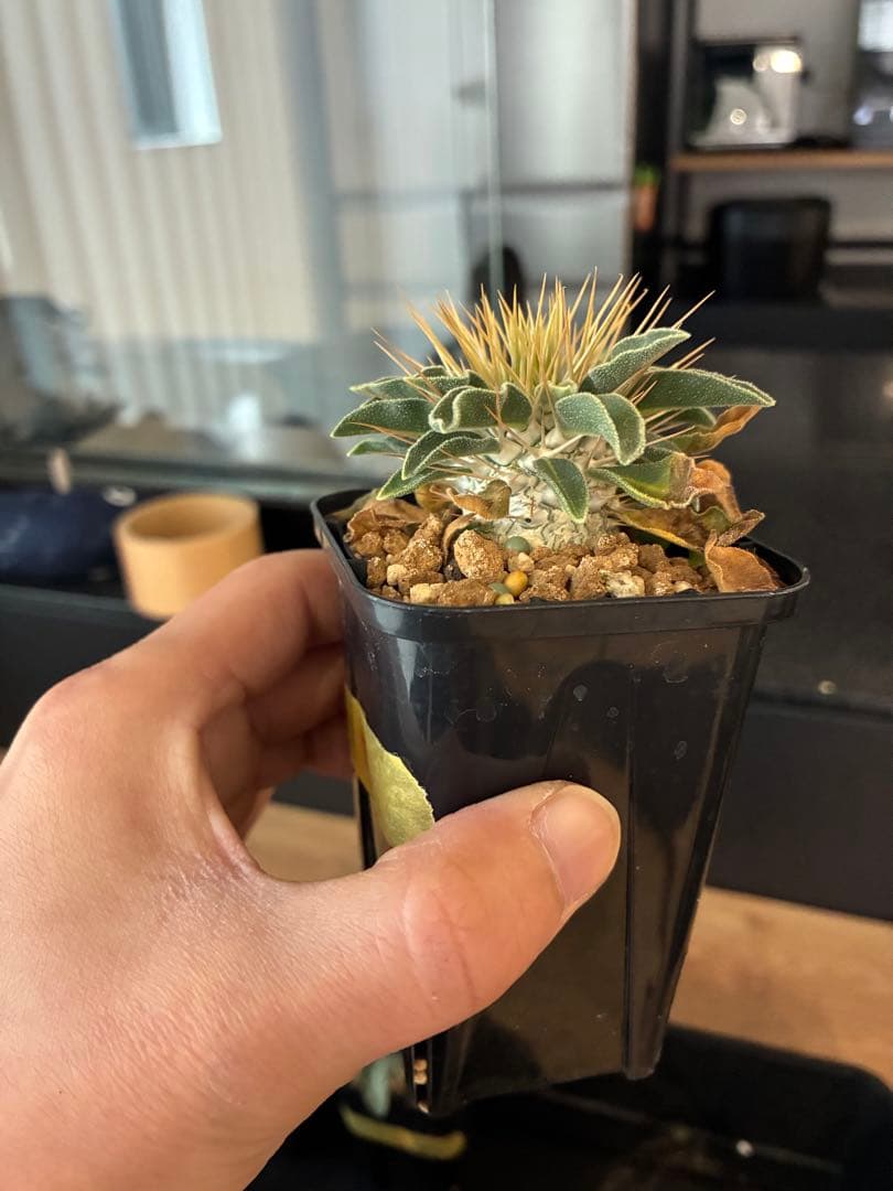 国内実生 パキポディウム ナマクアナム 光堂 ⑦