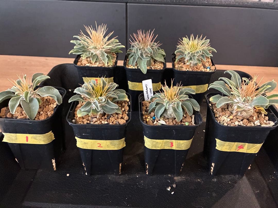 国内実生 パキポディウム ナマクアナム 光堂 ⑦