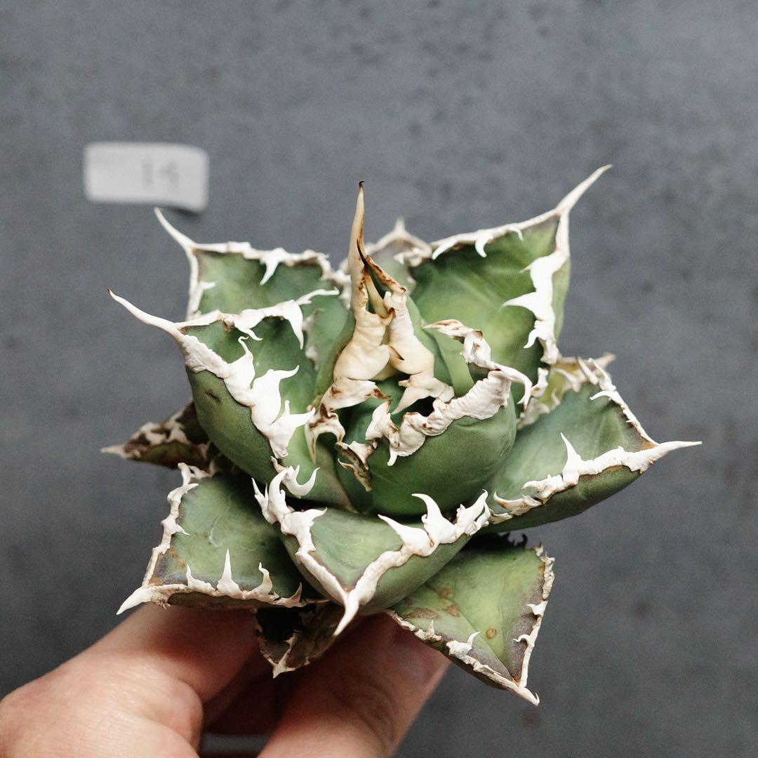 アガベ　チタノタ　オテロイ　包心龍　OC株　太バンド　14