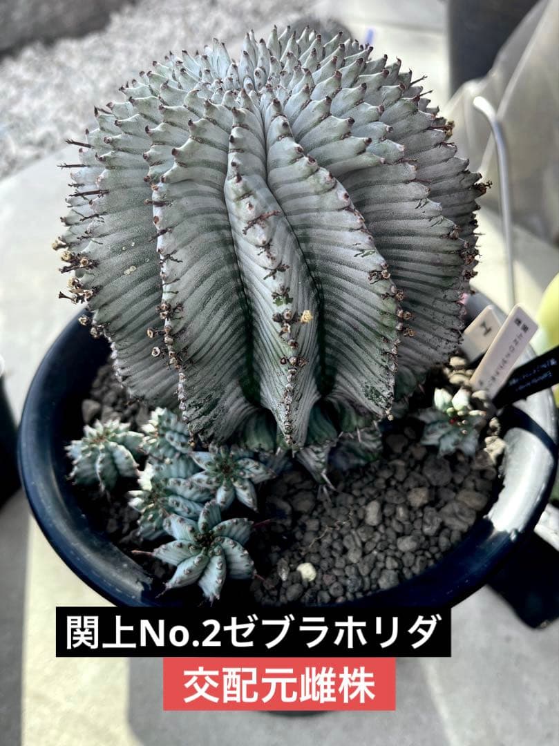 K*u様 ユーフォルビアホリダ 関上No.2ゼブラホリダ×宇田ゼブラホリダ 純血