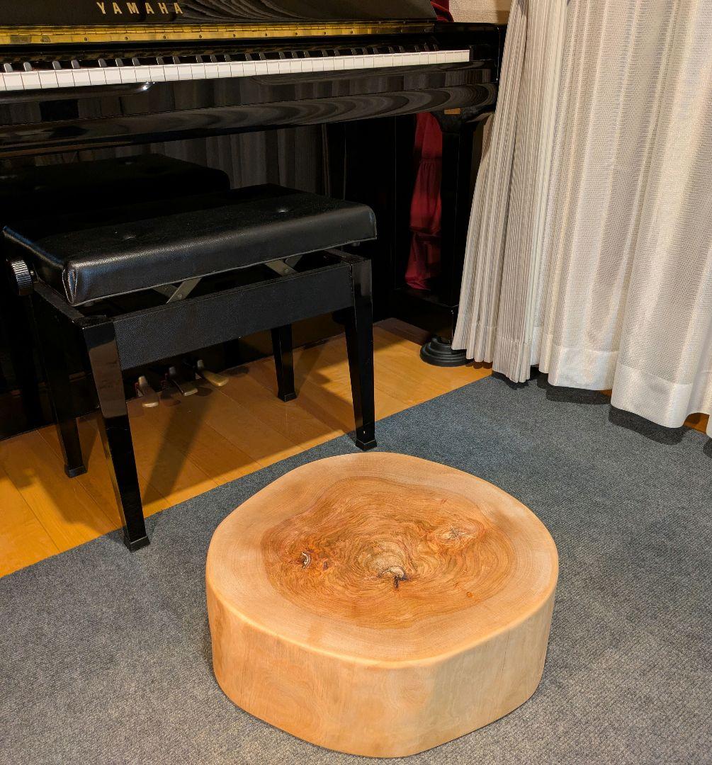 オールド　ウダイカンバ　切り株　輪切り　高さ約15㎝