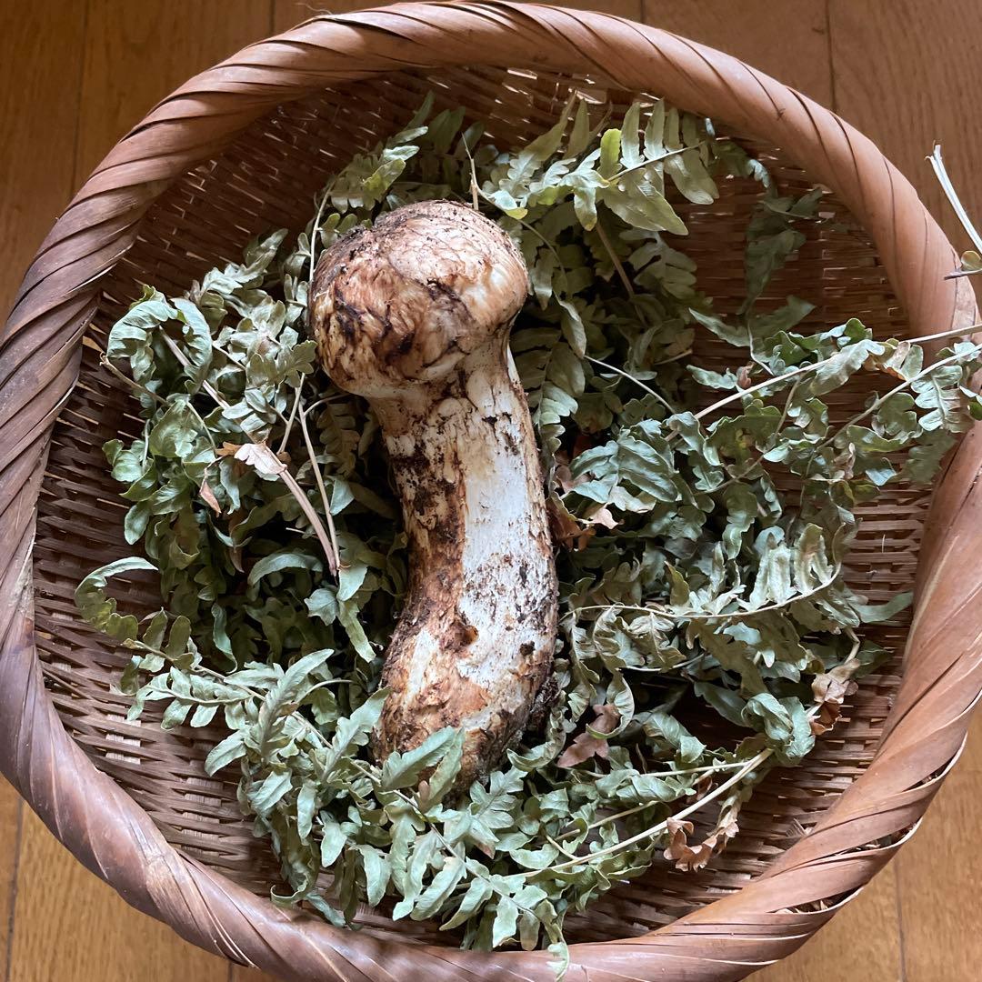 岩手県久慈市産松茸117g