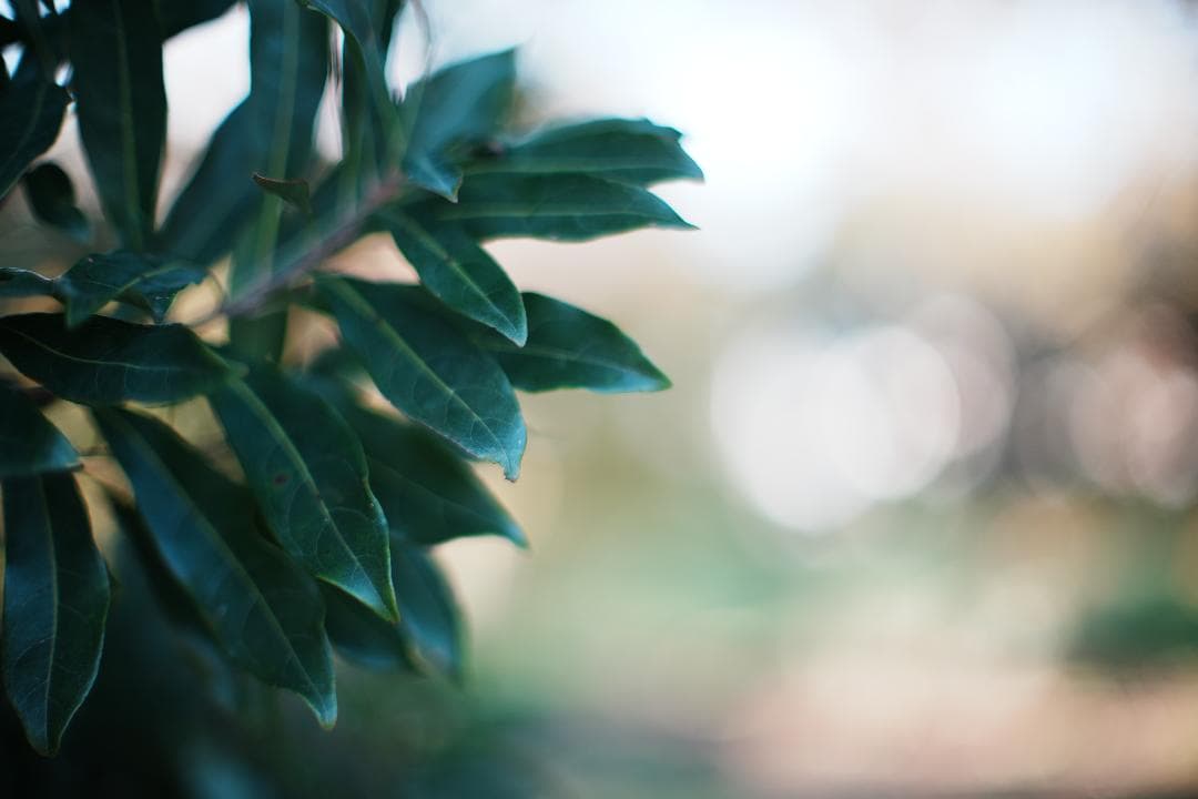 【整備＆テスト済】Nikon Ai Nikkor 50mm F1.2. 971