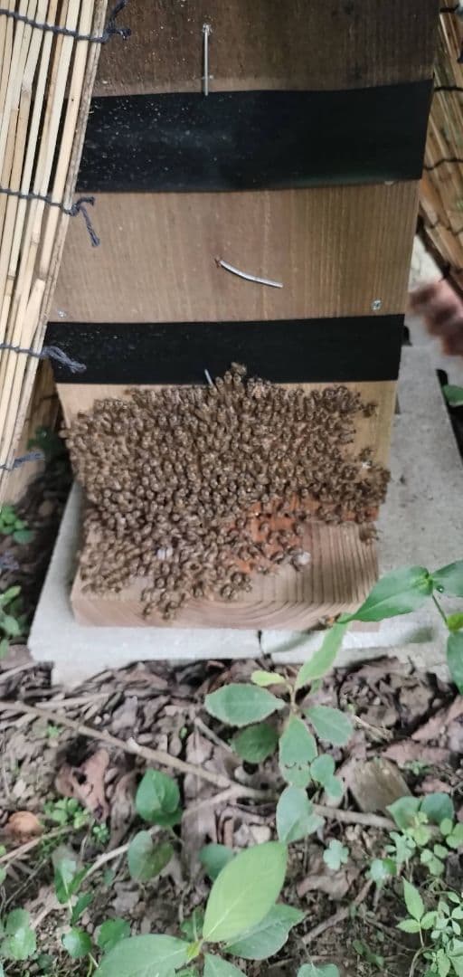 天然物！日本蜜蜂の巣蜜