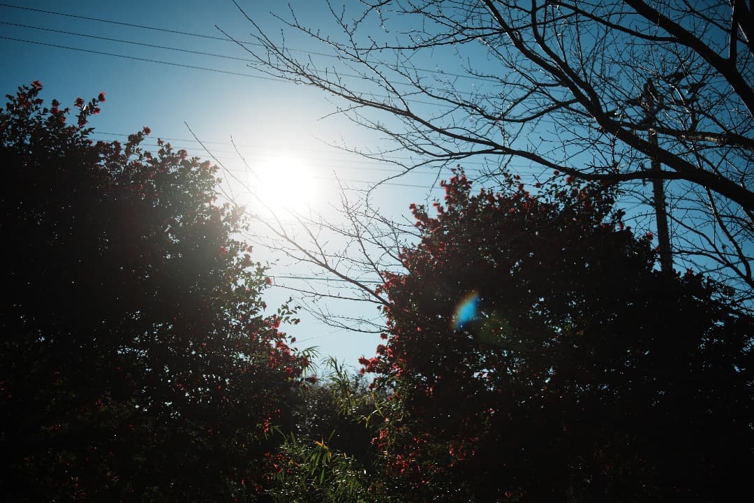 レンズ(単焦点) Carl Zeiss Distagon 35mm f2.8 AEJ 507