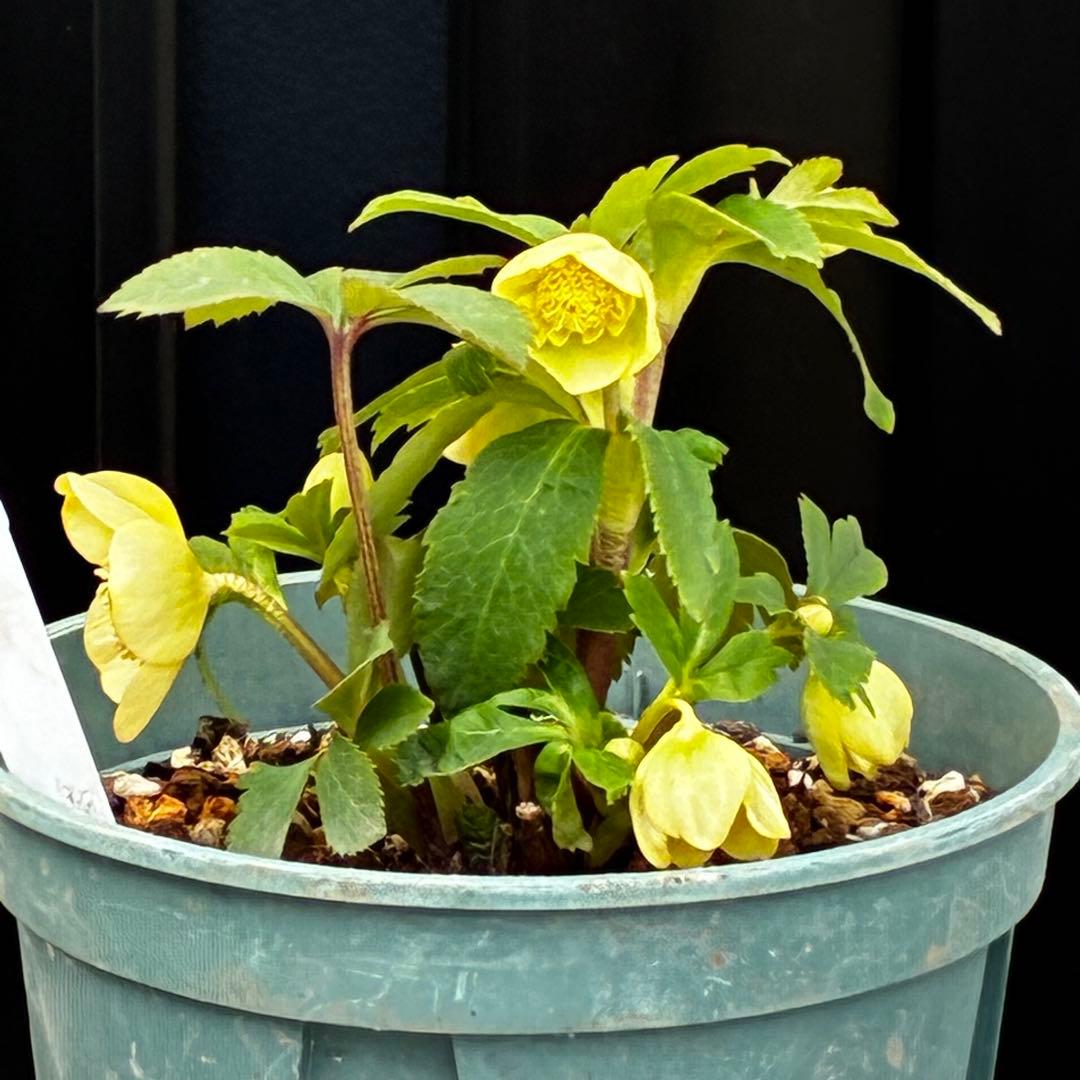 タ*ン様 3500❤️沢山☘️蕾花タグ付☘️ボリュームSD⭐️超小輪⭐️オーレア