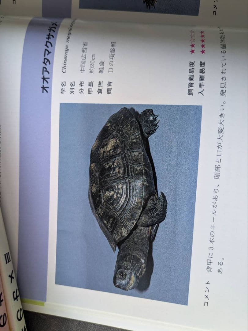 超マニアック本　世界のカメ全3冊