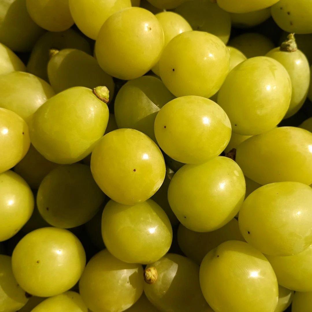 シャインマスカットの大粒グリーン多め入り、5キロ入りの粒パック入りになります。