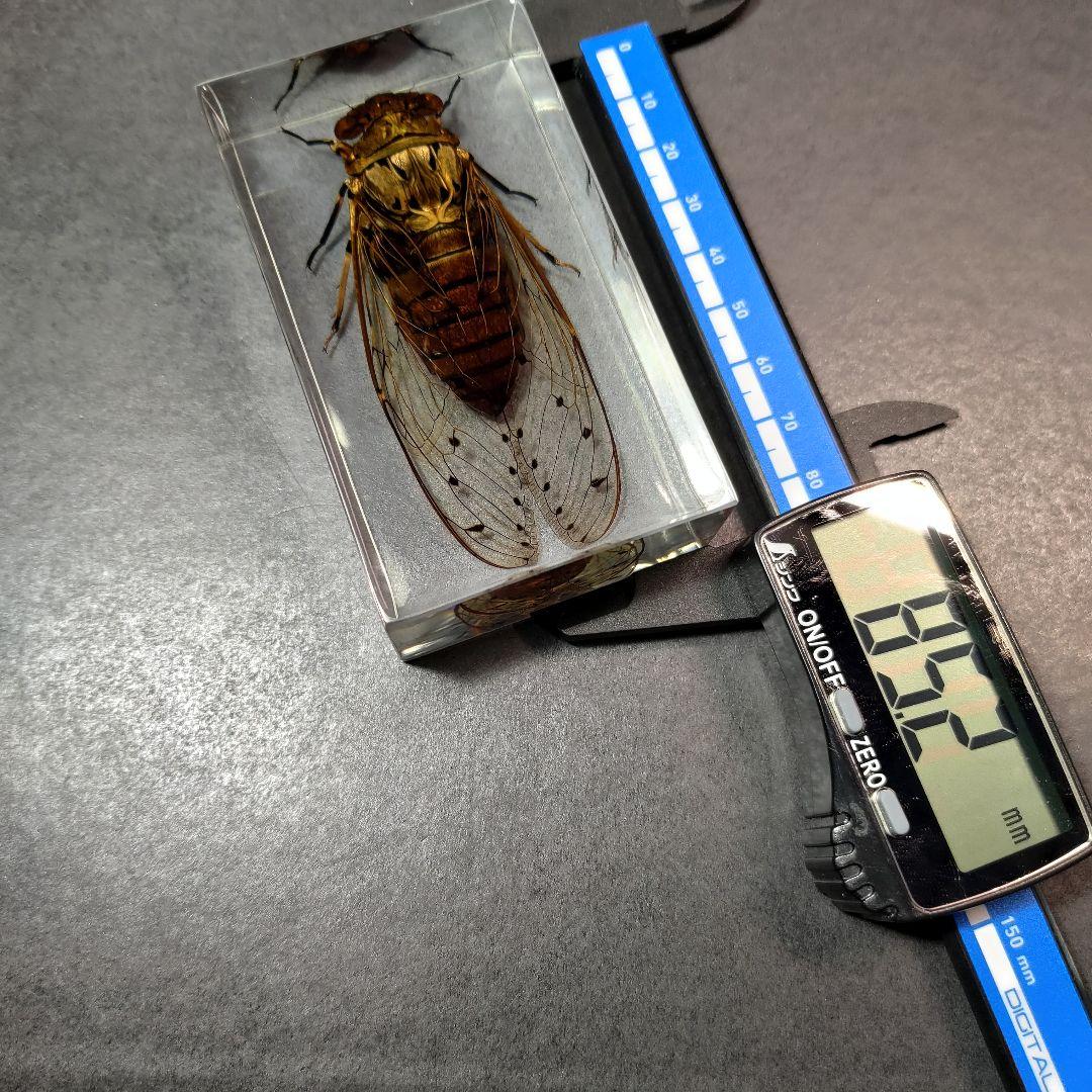 セミ レジン封入標本 テイオウゼミ