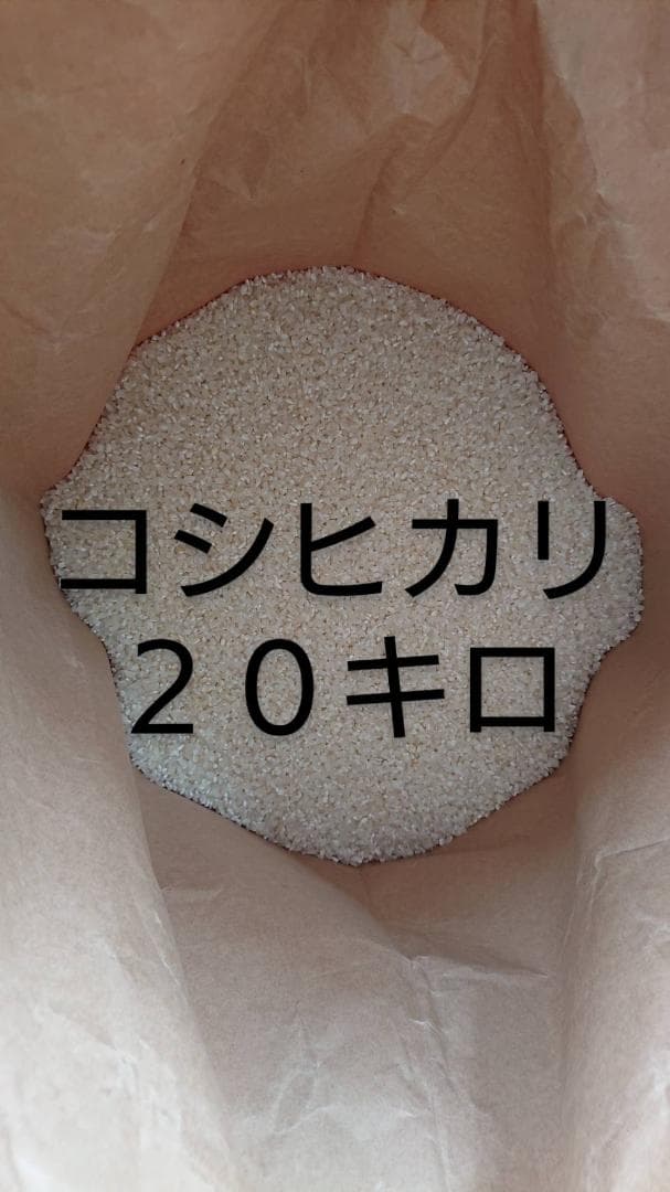 コシヒカリ 令和７年 20キロ 新鮮白米 減農薬 精米済み