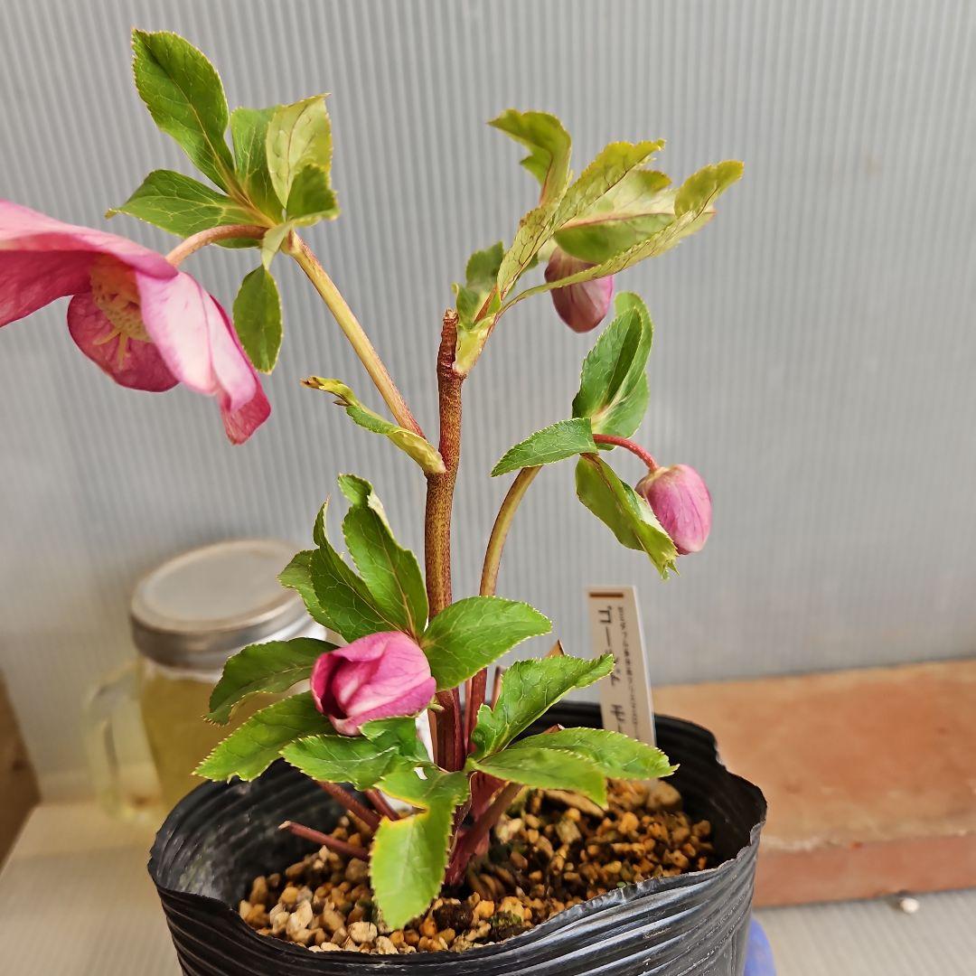 ㉖-282クリスマスローズ