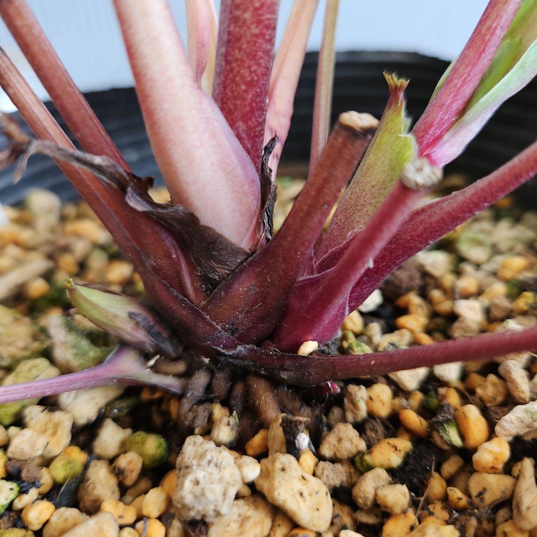 ㉖-282クリスマスローズ