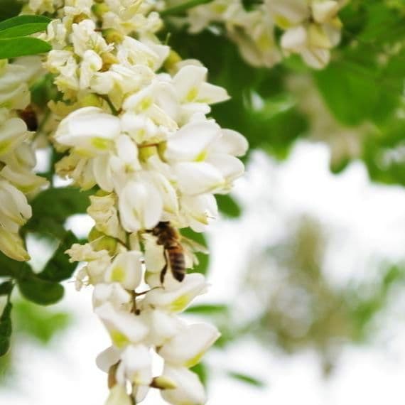 ゆーけすです(*^^*)　アカシア蜜１０本