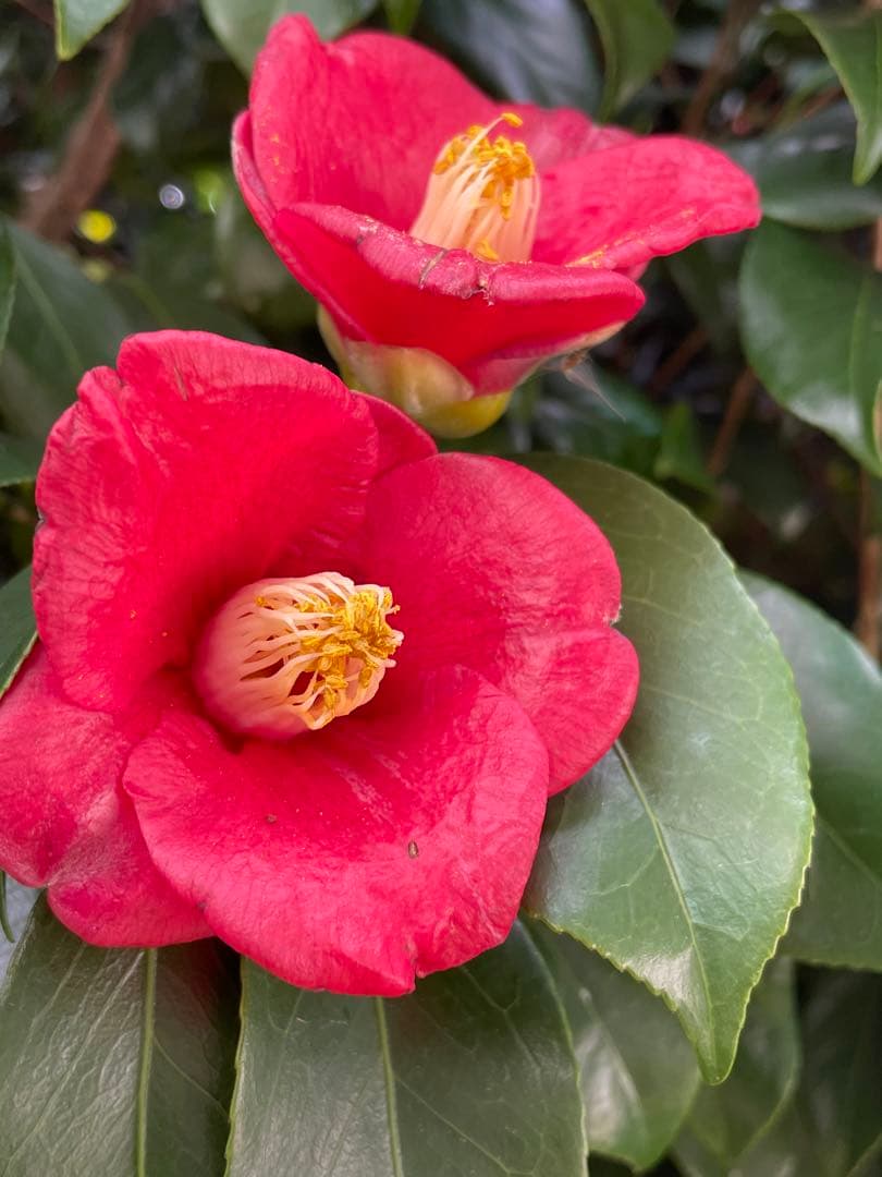 パン子9kg180束入り2個18kgお姫さまマーク手延そうめん