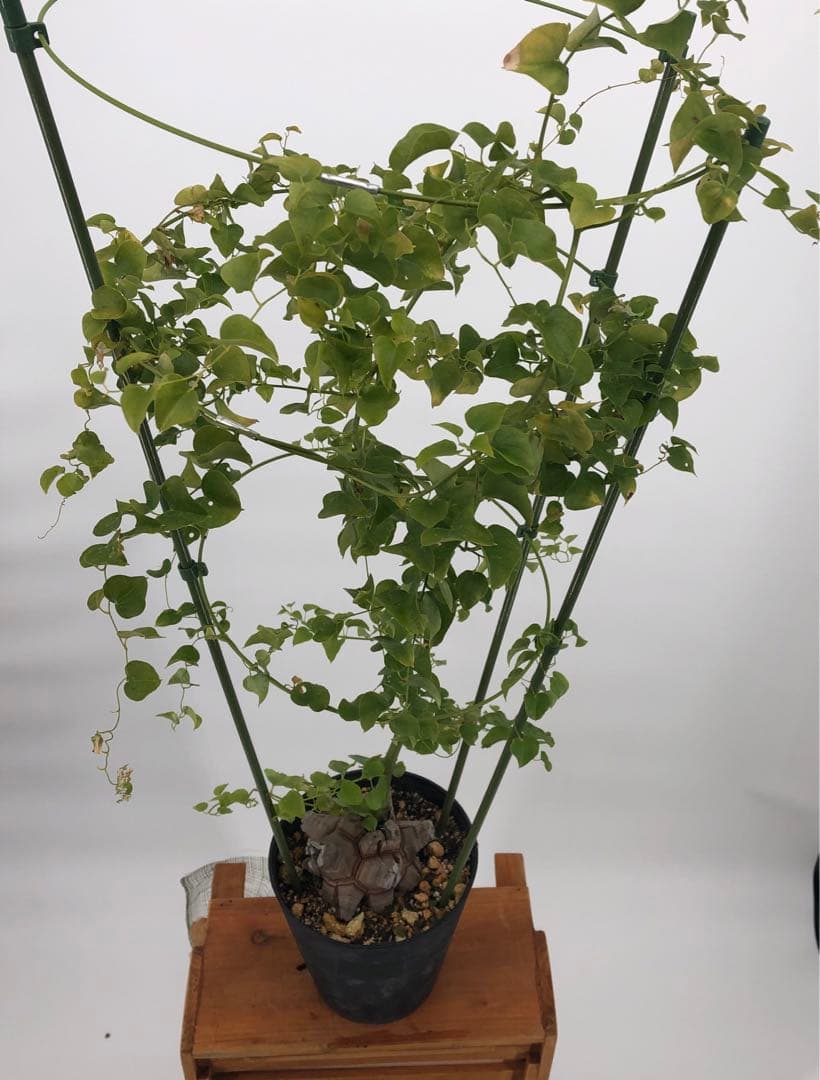 アフリカ亀甲竜　5号