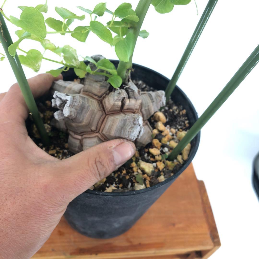 アフリカ亀甲竜　5号