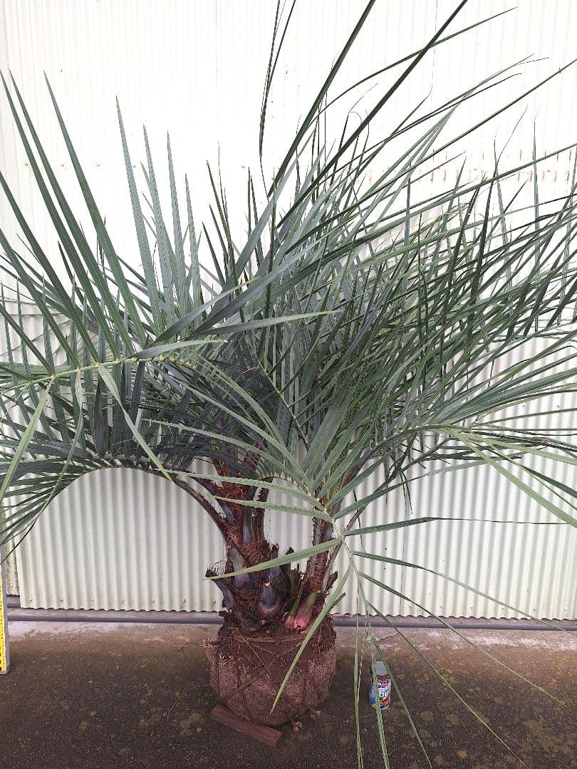 ココスヤシ　(339)　シルバーリーフ2株立ち