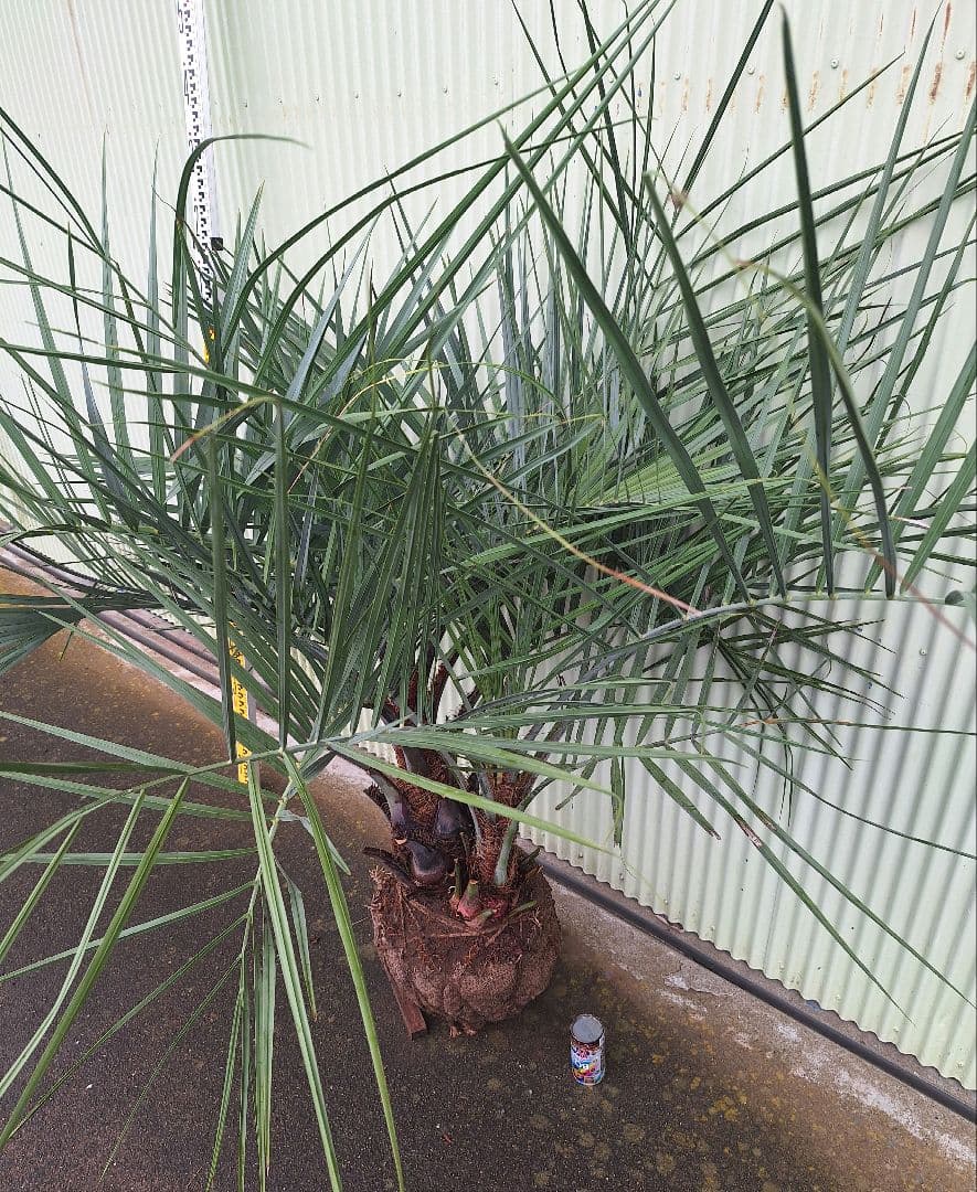 ココスヤシ　(339)　シルバーリーフ2株立ち