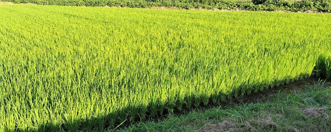 鳥取県産 プリンセスかおり 減農薬 精米10㌔