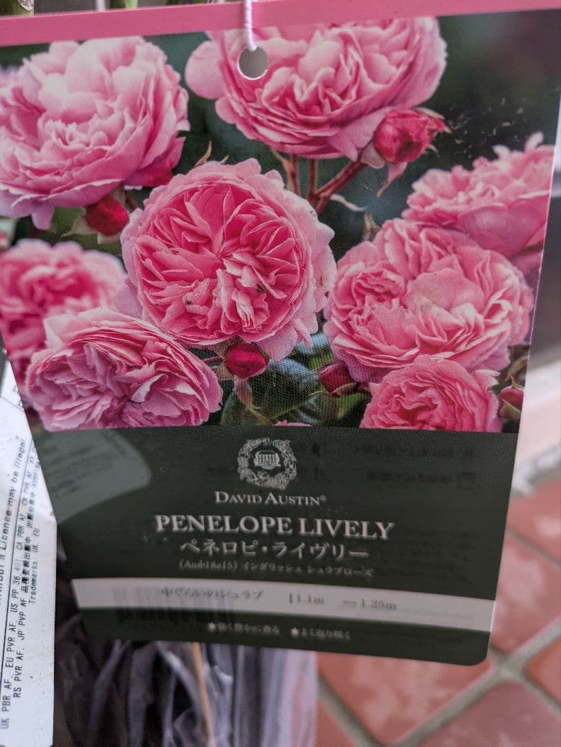 【太郎】バラ苗