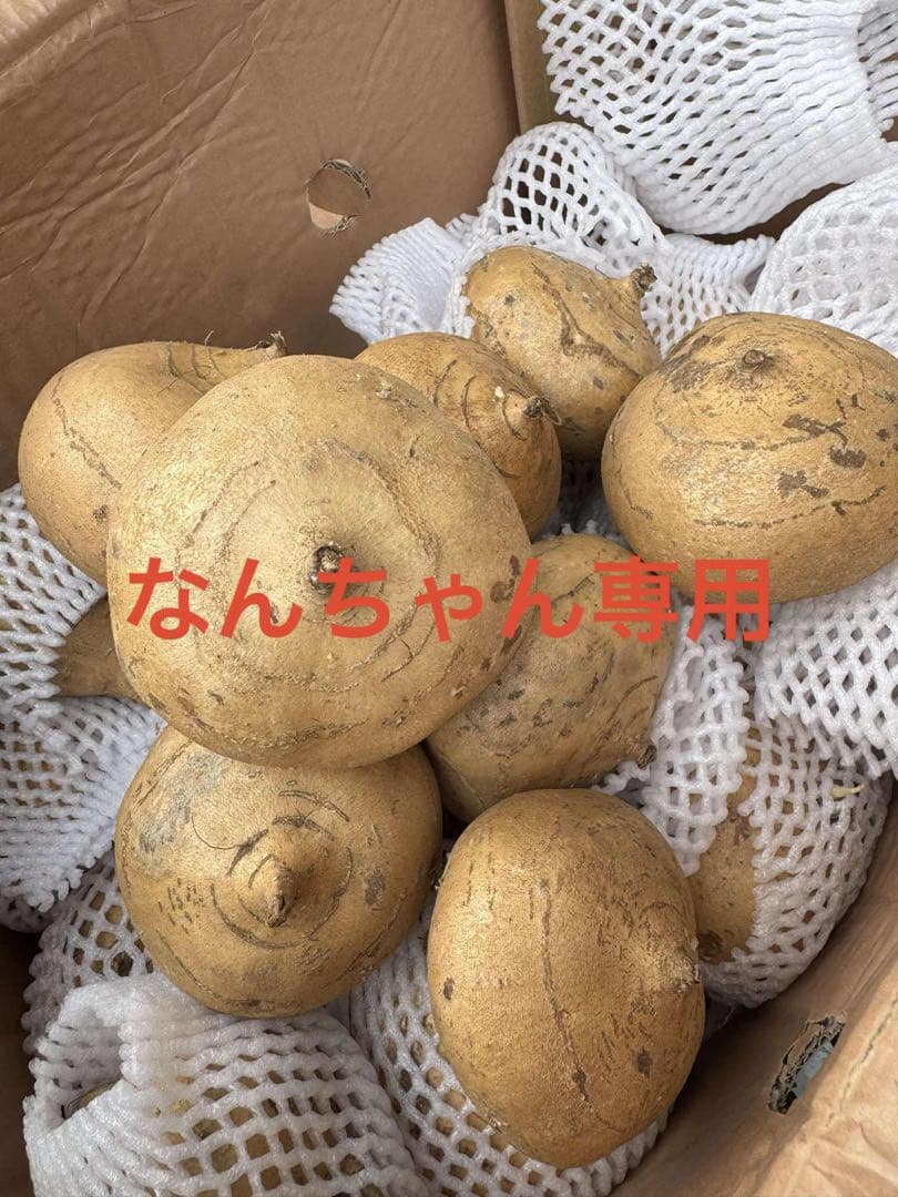 ベトナム産ヒカマ・Củ đậu - 約25kg