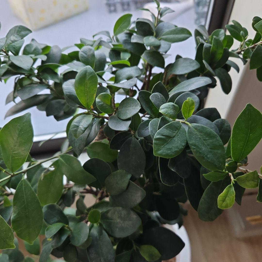 上り竜o(゜▽＾)ノガジュマル高さ約80cm