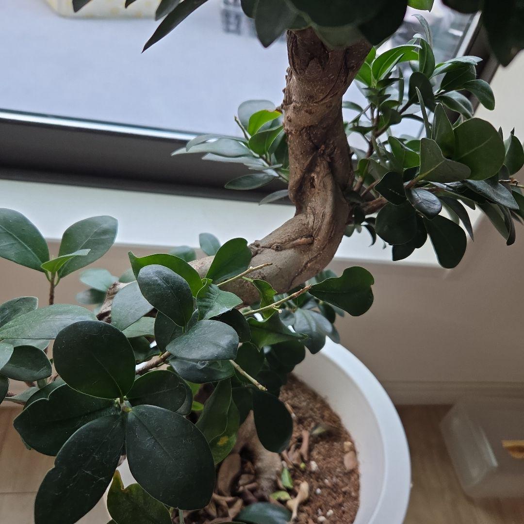 上り竜o(゜▽＾)ノガジュマル高さ約80cm