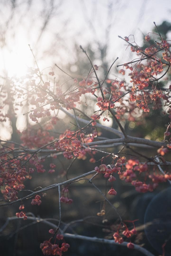 美品！赤エルマーダイヤ入！Redscale Elmar 50mm F3.5