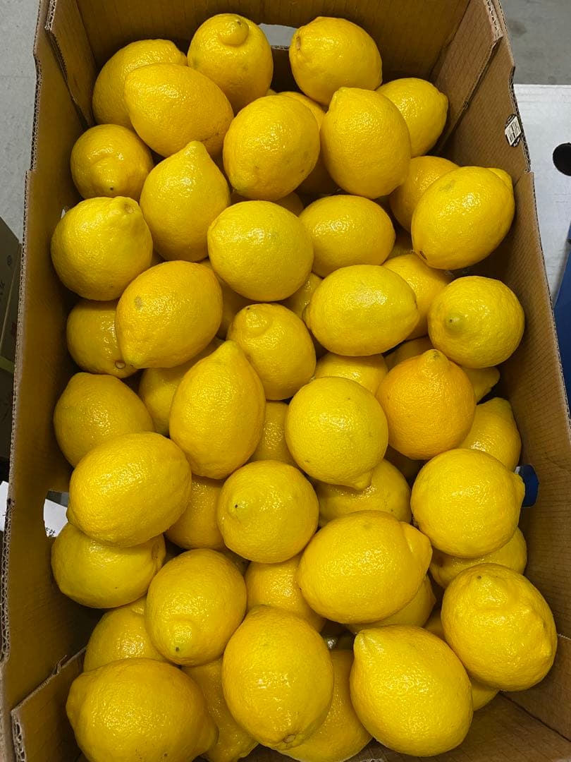 レモン　17キロ チリ産　お値打ち　正規品
