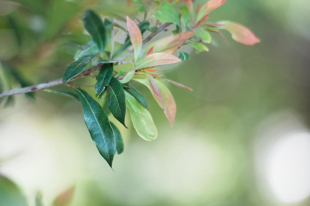 【希少・大口径】Canon New FD 135mm F2 086