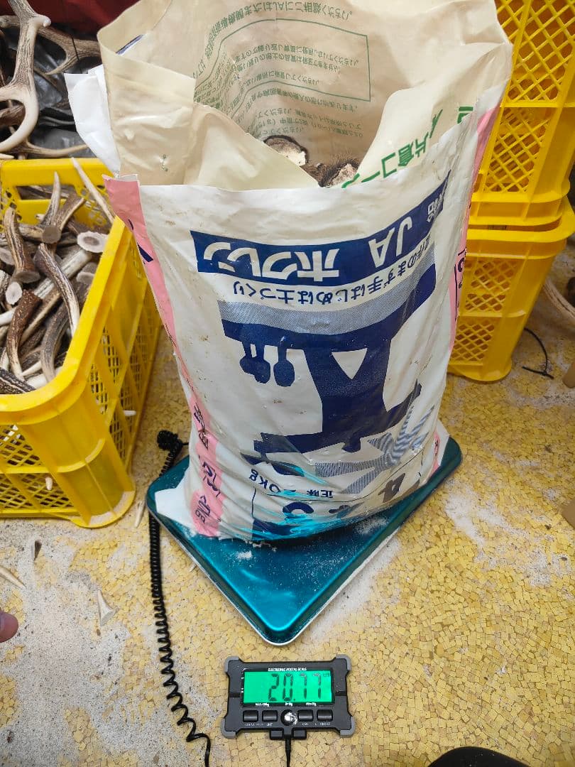 鹿角　端材 約21kg