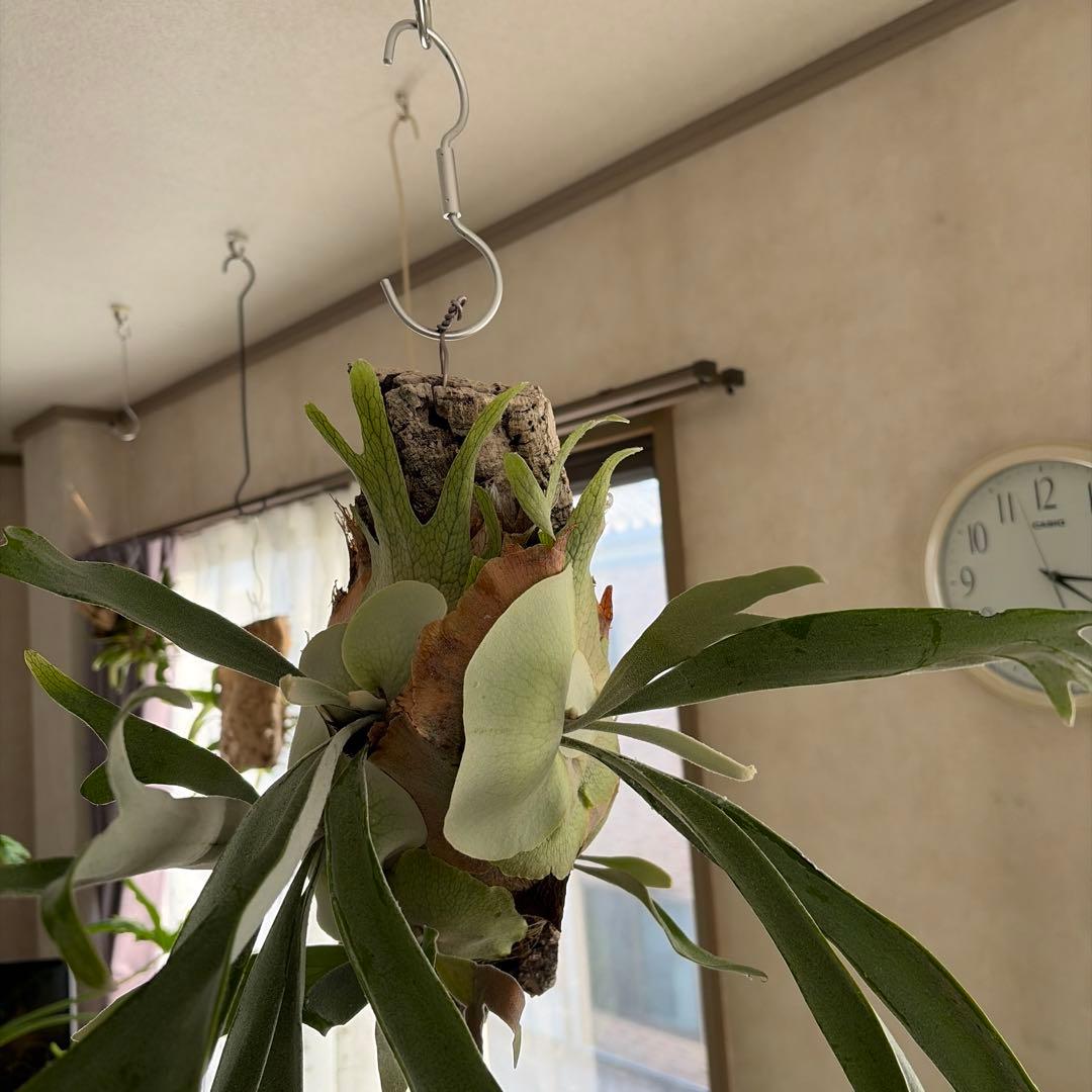 吊り下げ式 ビカクシダ ベイチー　親株