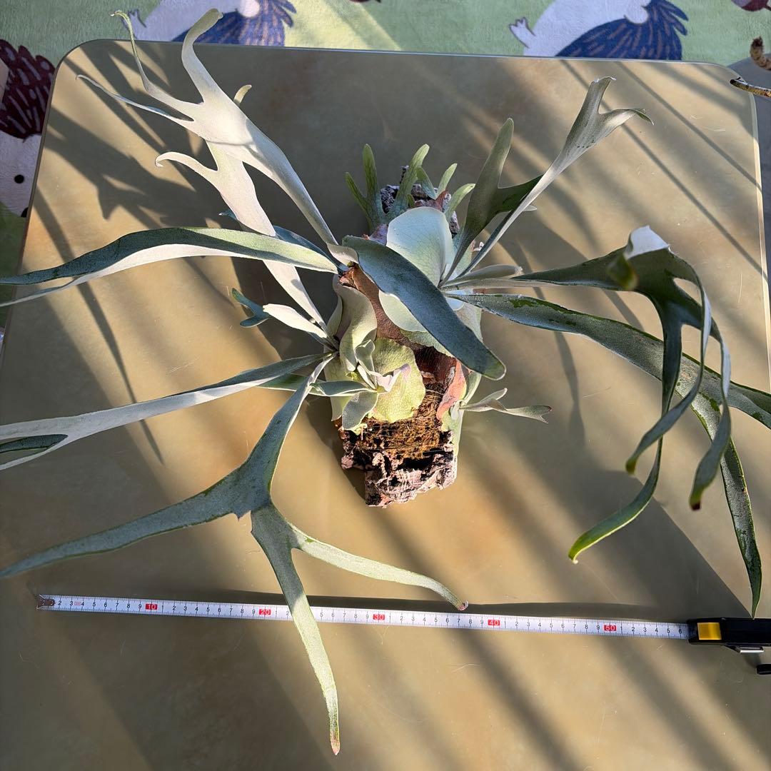 吊り下げ式 ビカクシダ ベイチー　親株