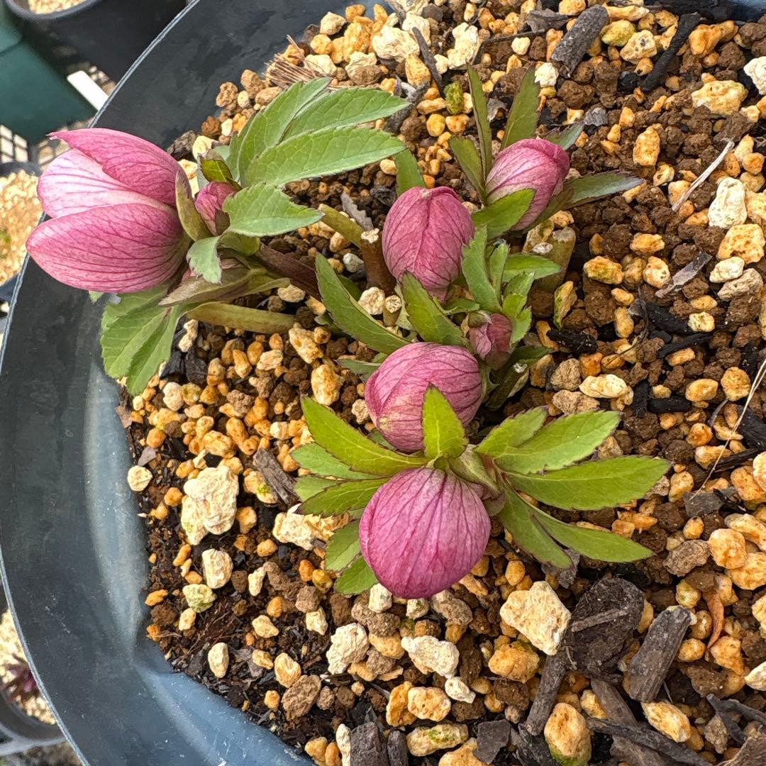 な*ず様 クリスマスローズ　花芽あり