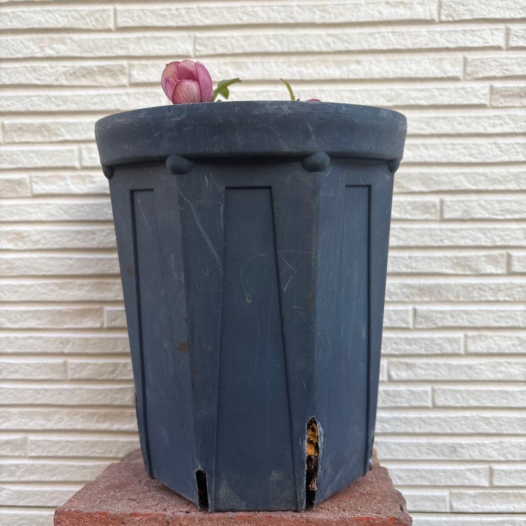 な*ず様 クリスマスローズ　花芽あり