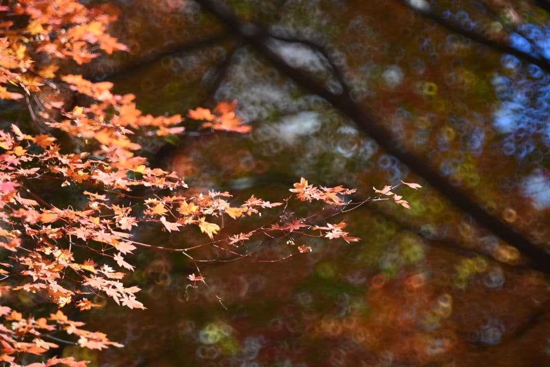 ニコン Nikon RF500 レフレックス