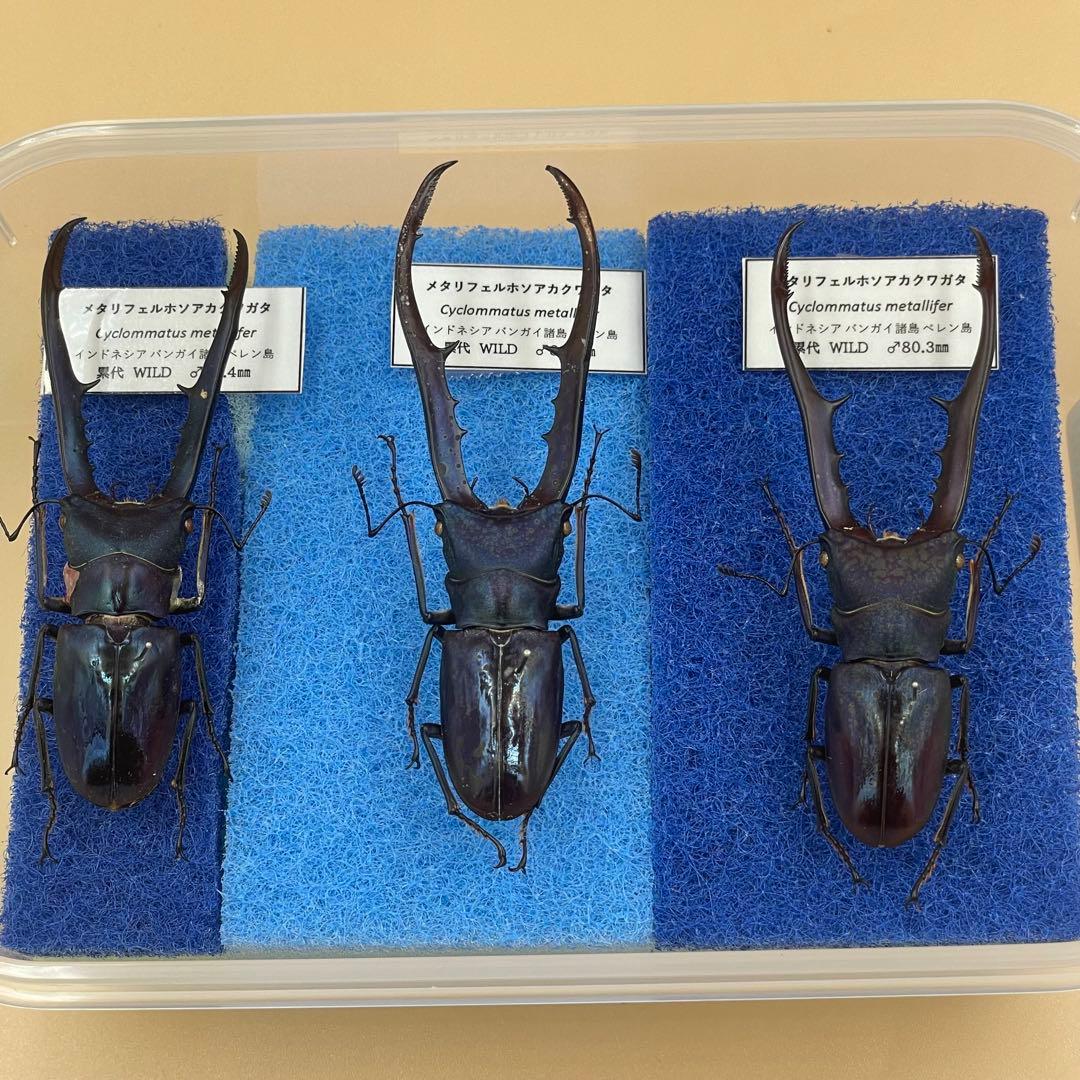 標本　ブルータイプ　メタリフェルクワガタ　♂３頭　WILD