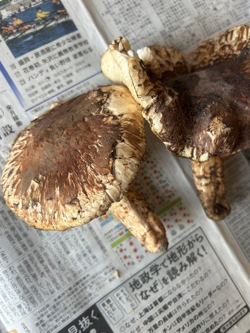 岩手県産松茸　開き大319g シーズンラスト