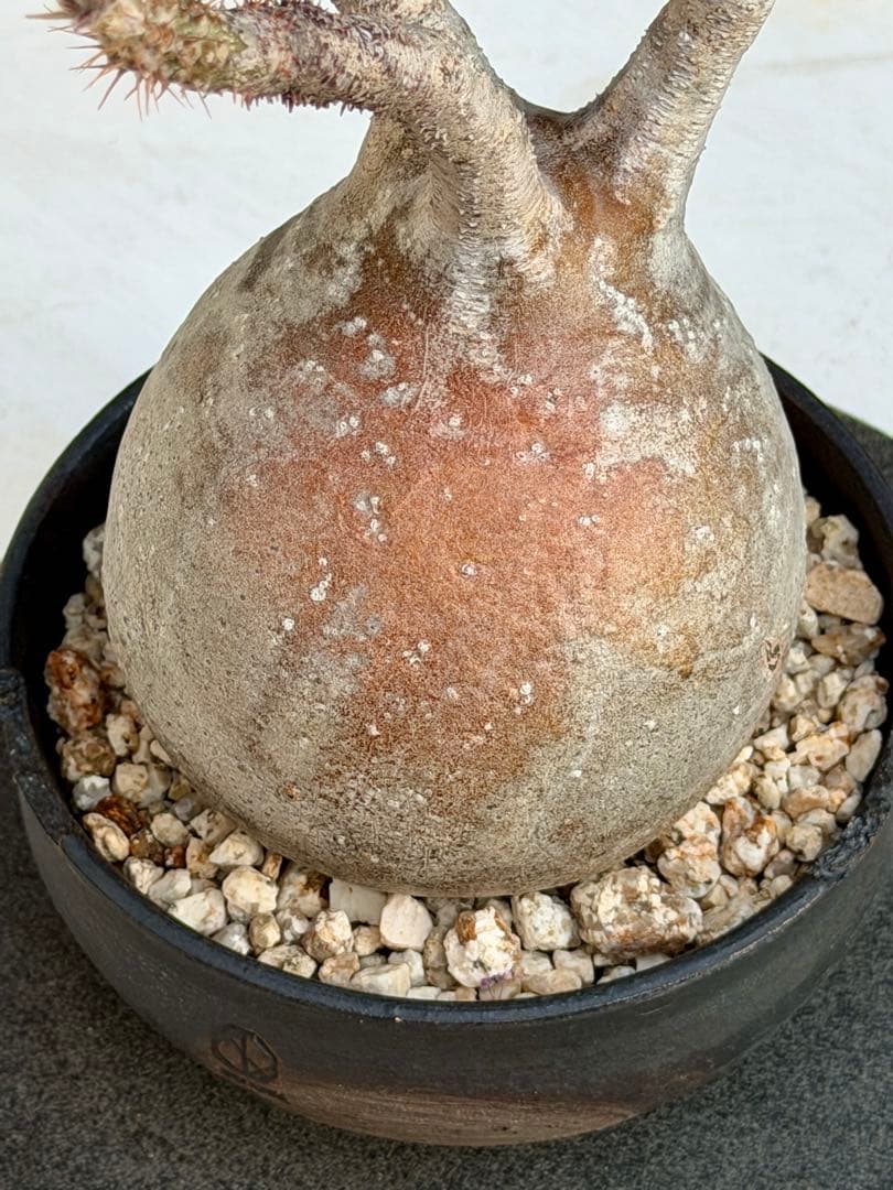 パキポディウム　グラキリス　現地球　良型 N/ON鉢つき