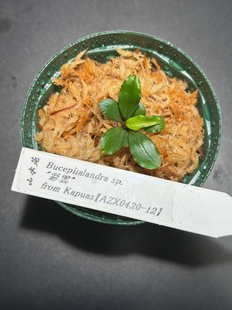 ブセファランドラ sp. \