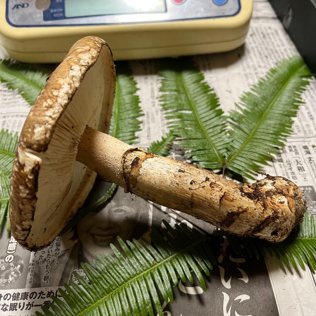 【専用です】[大阪泉州産]天然松茸　採れたて松茸　良品1本155g 国産