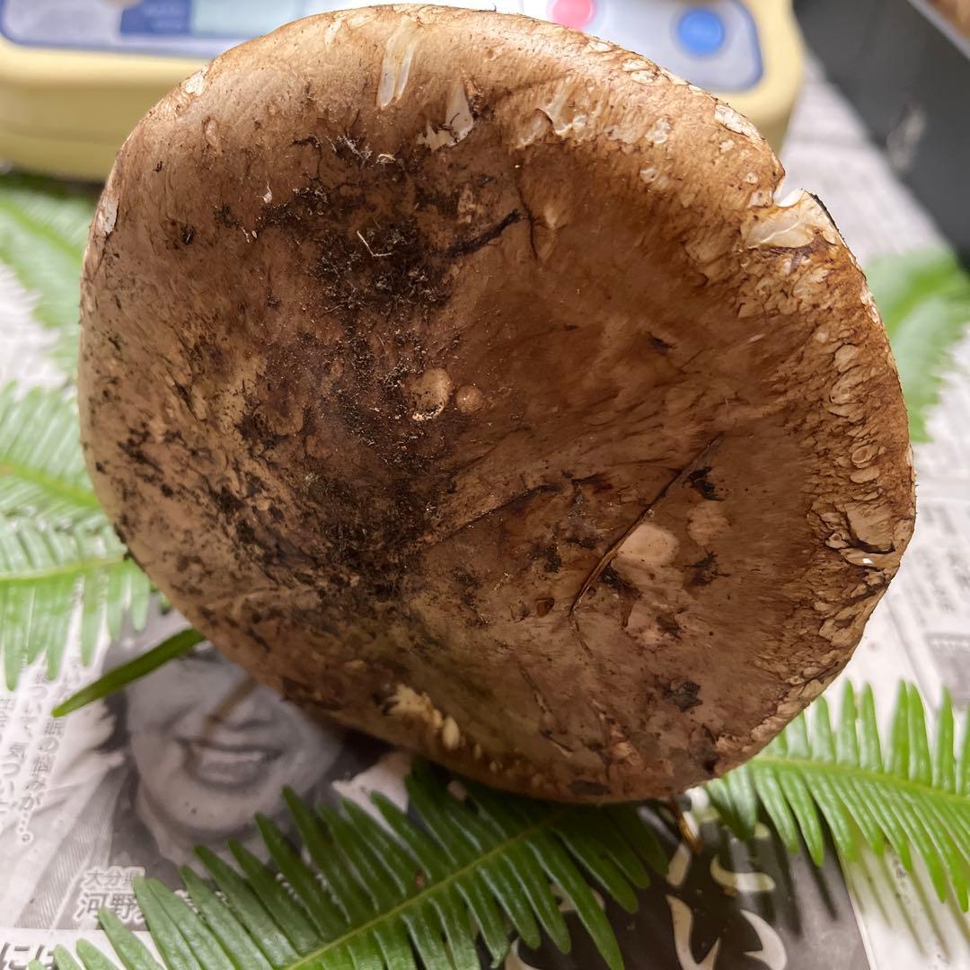 【専用です】[大阪泉州産]天然松茸　採れたて松茸　良品1本155g 国産