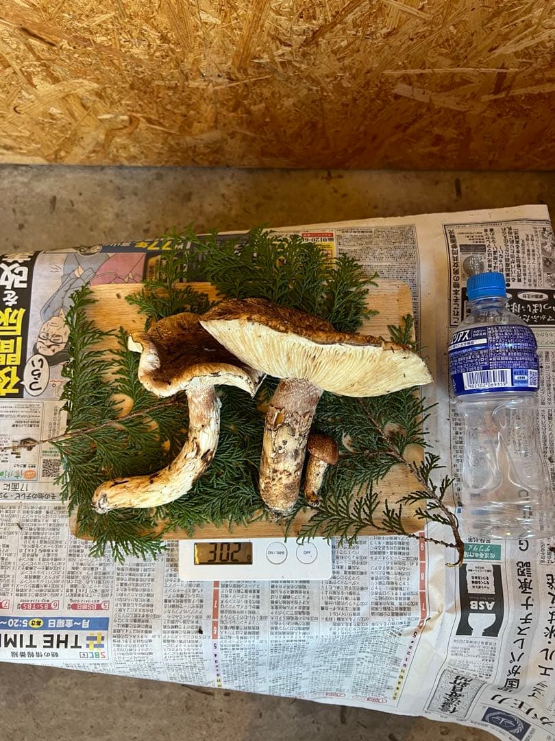【訳あり】　10月23日　信州産　長野県産　松茸　302g 2本　辰野産　最終