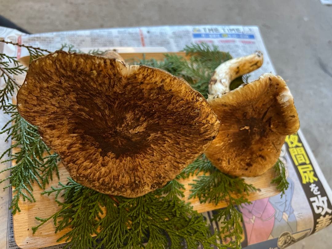 【訳あり】　10月23日　信州産　長野県産　松茸　302g 2本　辰野産　最終