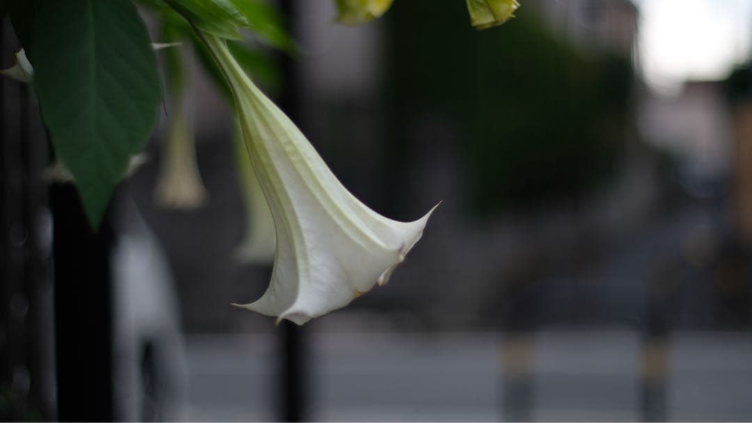 美品　CONTAX Carl Zeiss Planar 50mm F1.4