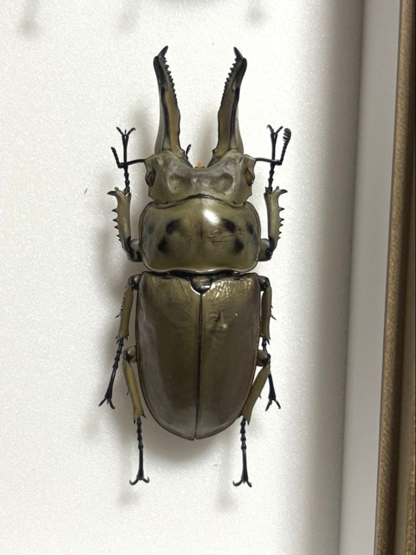大型シルバー！　モセリオウゴンオニクワガタ