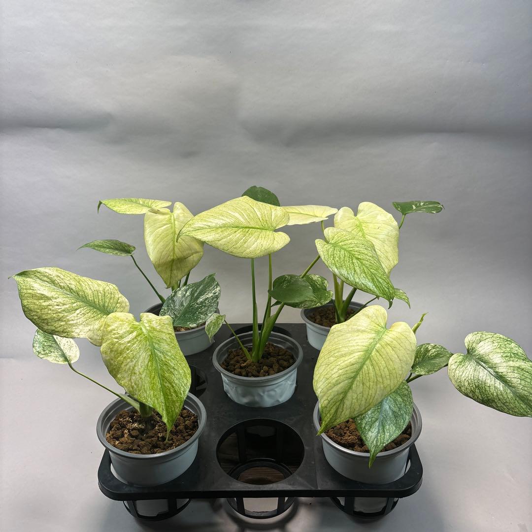 M*s様 5株セットms09【特別選抜】中株ホワイトモンスター／天津蘭 モンステ